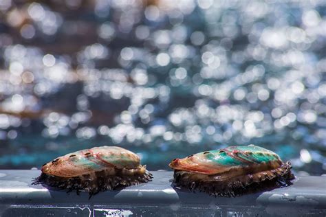 Abalon PenalbaWeb.com