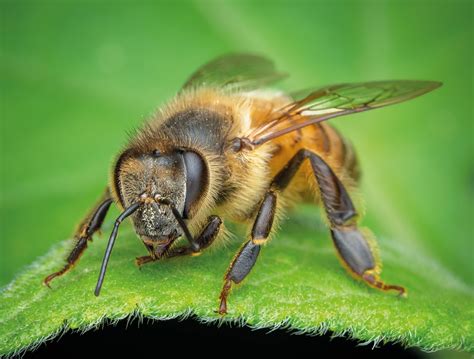 Abejas PenalbaWeb.com