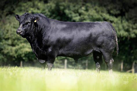Aberdeen angus PenalbaWeb.com