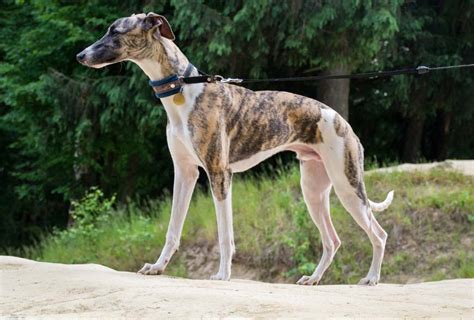 Accesorios para galgos PenalbaWeb.com