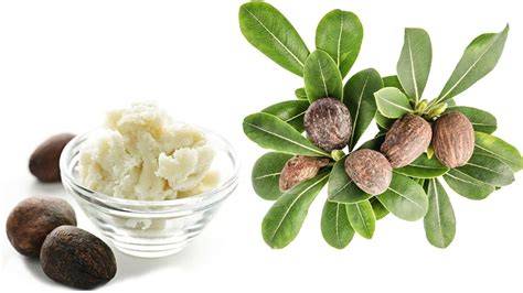 Aceite karite PenalbaWeb.com
