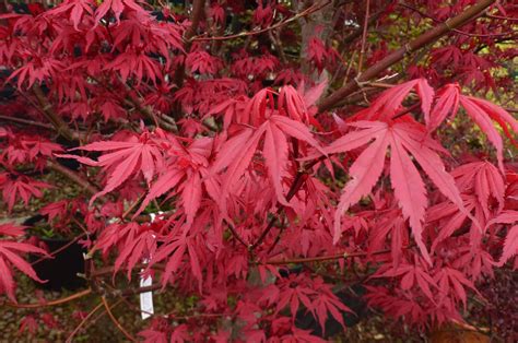 Acer palmatum PenalbaWeb.com