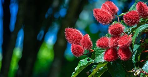 Achiote PenalbaWeb.com