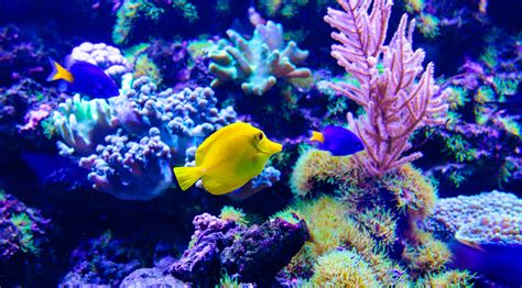 Acuario acuarios PenalbaWeb.com