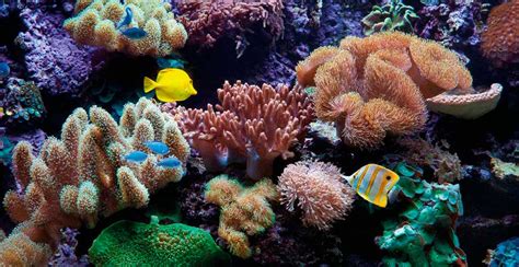 Acuario agua salada PenalbaWeb.com