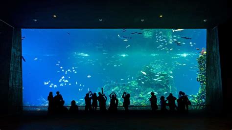 Acuario grande PenalbaWeb.com
