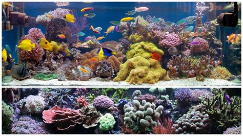 Acuarios marinos PenalbaWeb.com