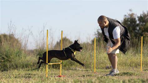 Adiestrador de perros PenalbaWeb.com