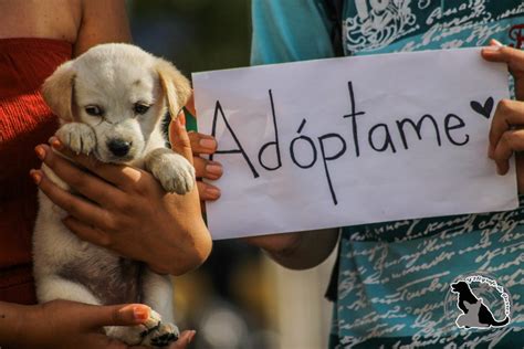 Adopcion cachorro PenalbaWeb.com