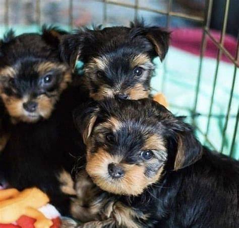 Adopcion cachorros mini PenalbaWeb.com