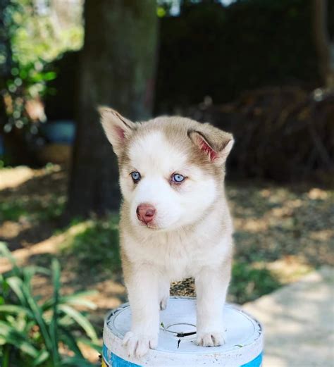 Adopcion husky PenalbaWeb.com