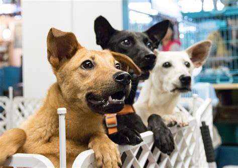 Adopcion perros PenalbaWeb.com