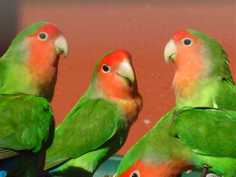 Agapornis PenalbaWeb.com