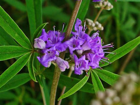 Agnus castus PenalbaWeb.com