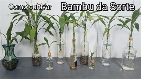 Agua bambu PenalbaWeb.com