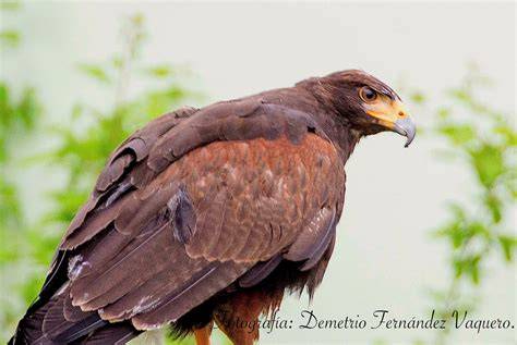 Aguila harris PenalbaWeb.com