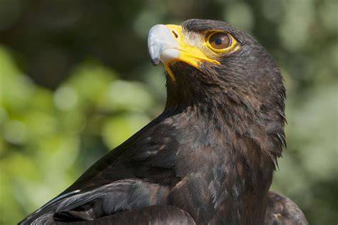 Aguila negra PenalbaWeb.com