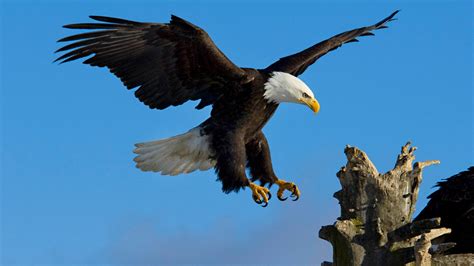 Aguilas PenalbaWeb.com