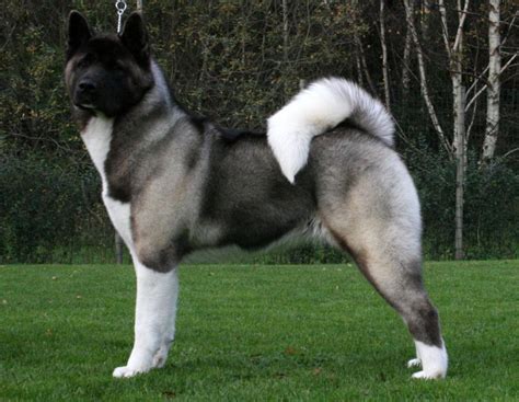 Akita americano PenalbaWeb.com