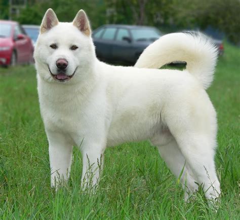 Akita cachorro PenalbaWeb.com