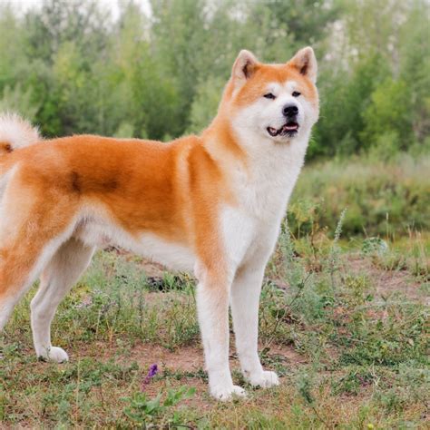 Akita inu PenalbaWeb.com