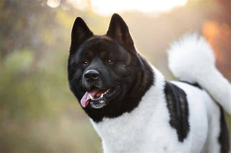 Akita PenalbaWeb.com