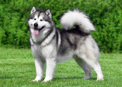 Alaskan malamute PenalbaWeb.com