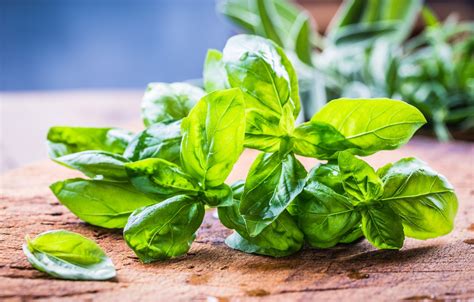 Albahaca PenalbaWeb.com