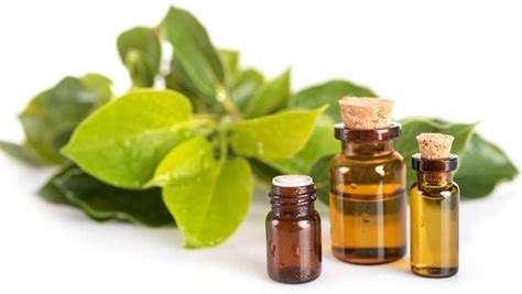 Alcanfor aceite esencial PenalbaWeb.com