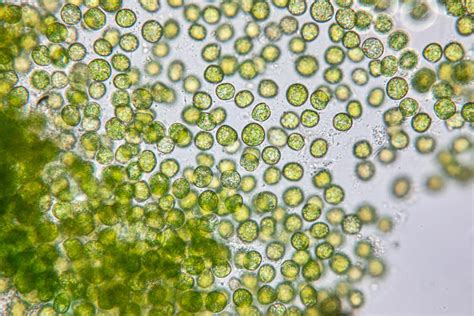 Alga chlorella PenalbaWeb.com