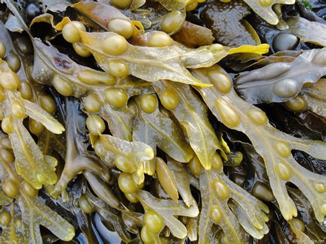 Alga fucus PenalbaWeb.com