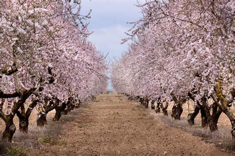 Almendros PenalbaWeb.com