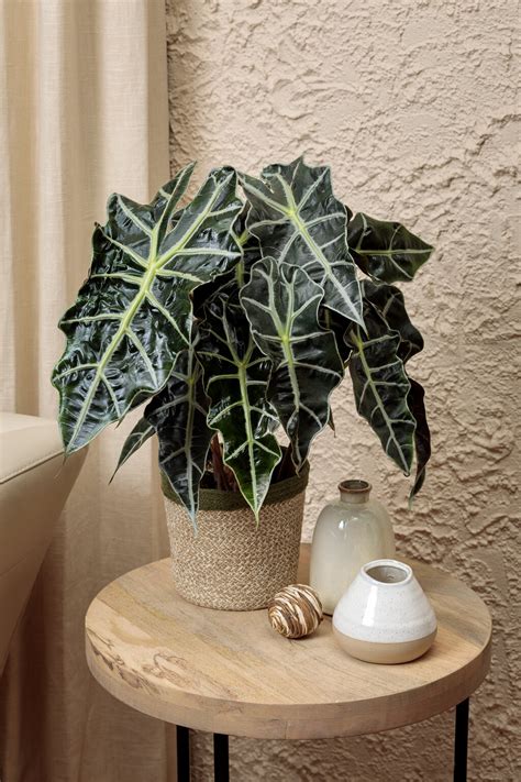 Alocasia PenalbaWeb.com