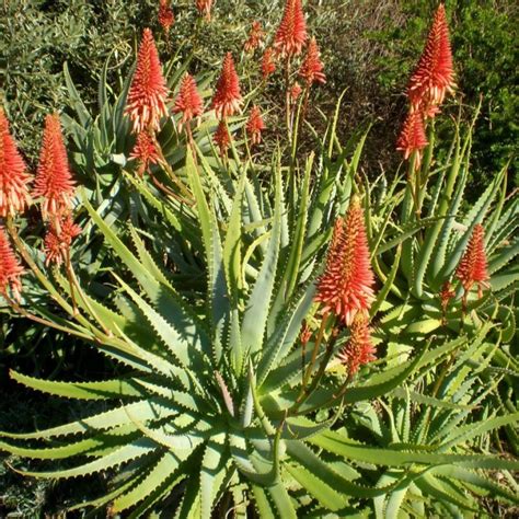 Aloe arborescens PenalbaWeb.com