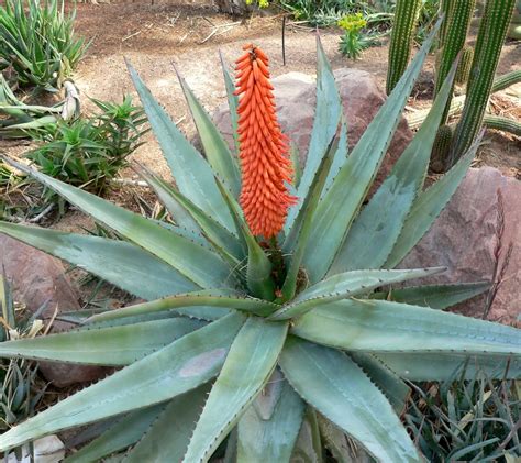 Aloe ferox PenalbaWeb.com