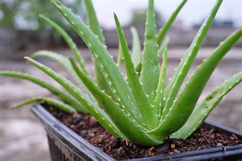 Aloe vera planta PenalbaWeb.com