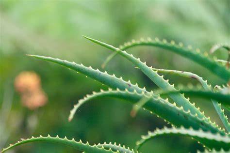 Aloe vera PenalbaWeb.com