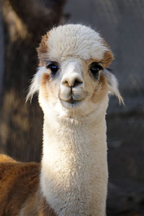 Alpaca PenalbaWeb.com