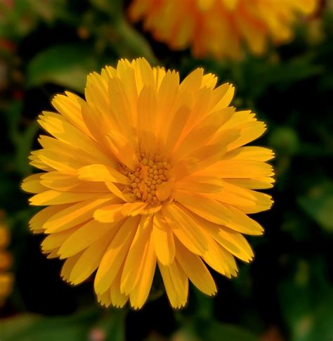 Amarillo flor PenalbaWeb.com