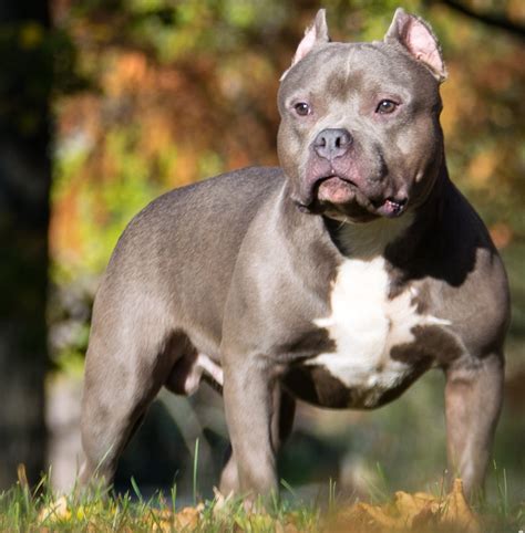 American bully PenalbaWeb.com