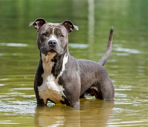 American staffordshire PenalbaWeb.com