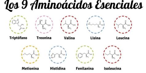 Aminoacidos esenciales PenalbaWeb.com