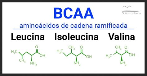 Aminoacidos ramificados PenalbaWeb.com