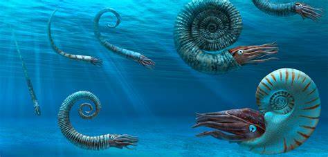 Ammonites PenalbaWeb.com