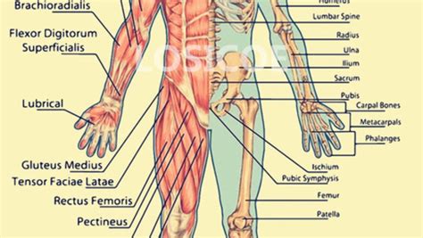 Anatomia humana PenalbaWeb.com