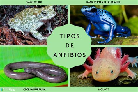 Anfibios PenalbaWeb.com