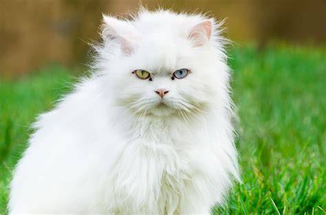 Angora turco PenalbaWeb.com