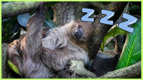 Animal lot PenalbaWeb.com