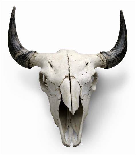 Animal skull PenalbaWeb.com