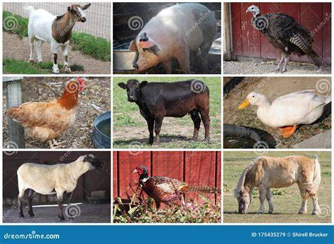 Animales completo PenalbaWeb.com